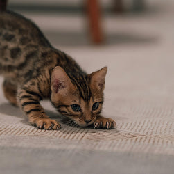 Gatitos